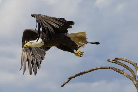 A bald eagle is flying off from a branch Stock Photos