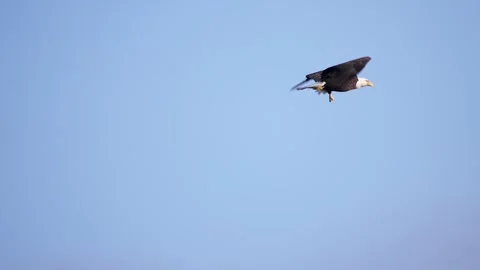 Bald Eagle Flying on a Clear Blue Sky Stock-Footage 277174456