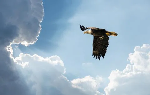Bald Eagle Flying in clouds towards the Sun Stock Photos