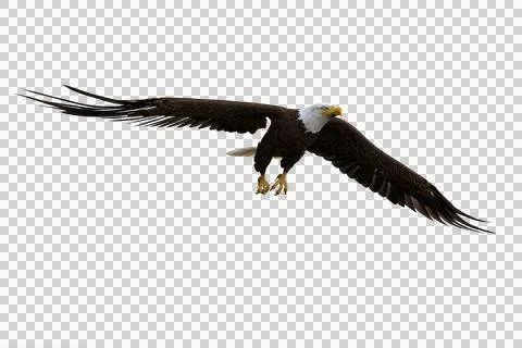 Bald Eagle flying down to land. 3d illustration isolated on transparent backg Stock Illustration