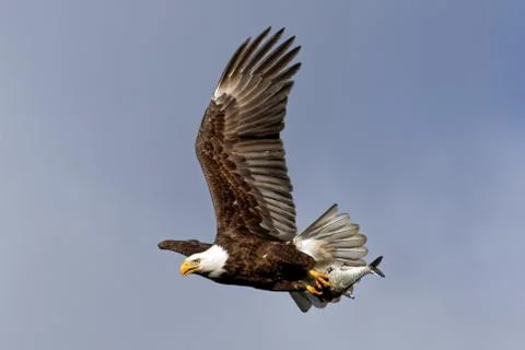 Bald Eagle Flying with a Fish Stock Photos