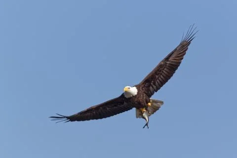 Bald Eagle Flying with a Fish Foto stock