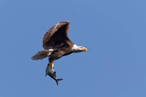 Bald Eagle Flying with a Fish Stock Photos