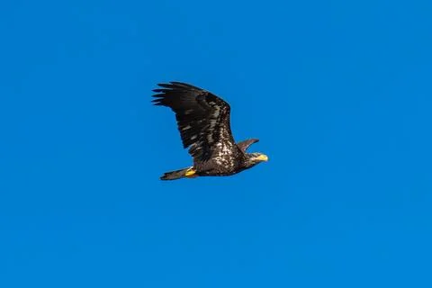 Bald Eagle flying in flight Stock Photos
