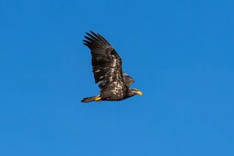Bald Eagle flying in flight Stock Photos