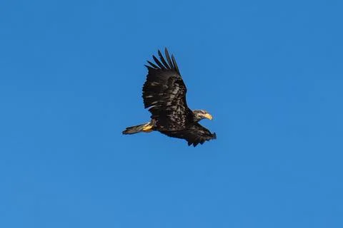 Bald Eagle flying in flight Stock Photos