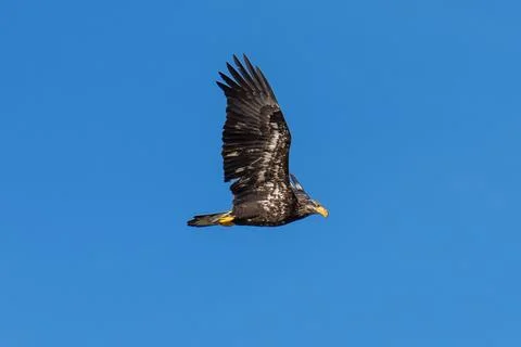 Bald Eagle flying in flight Stock Photos