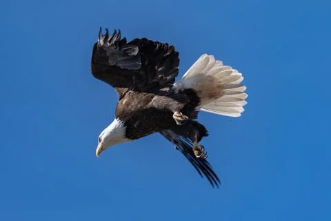 Bald Eagle flying in flight 스톡 사진