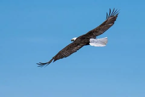 Bald Eagle flying in flight Stock Photos
