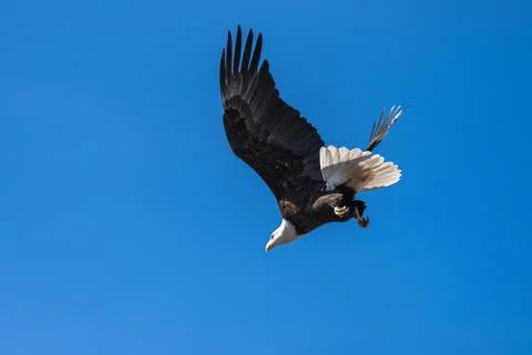 Bald Eagle flying in flight Stock Photos