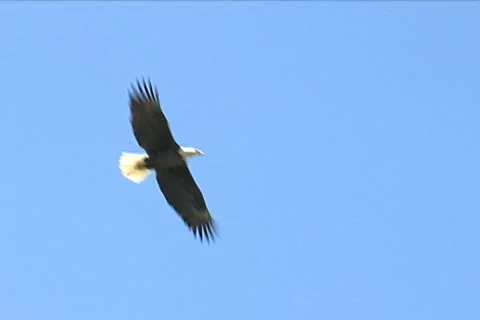 Bald Eagle Flying 스톡 동영상 10908017