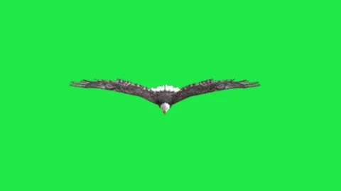 Bald Eagle Flying Front View 3D Render Loop Animation Green Screen Background Stock-Footage 303383981