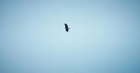 Bald Eagle flying high against clear blue skies Stock Footage 171291416