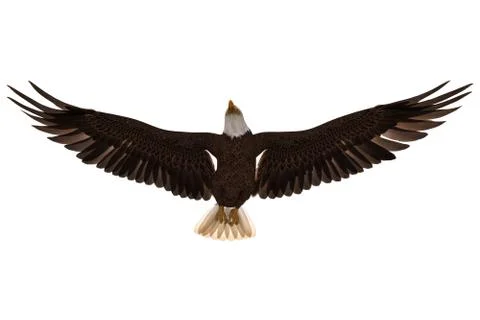 Bald eagle flying isolated on white 3d illustration Stock Illustration