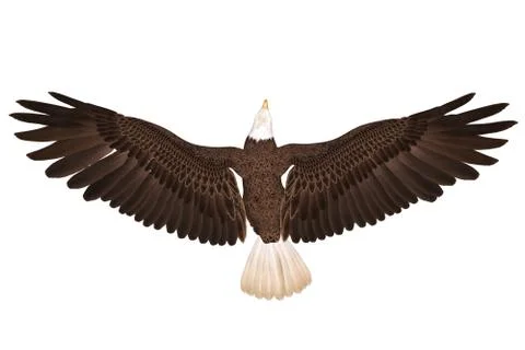 Bald eagle flying isolated on white 3d illustration Stock Illustration