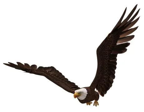 Bald eagle flying isolated on white 3d illustration Stock Illustration