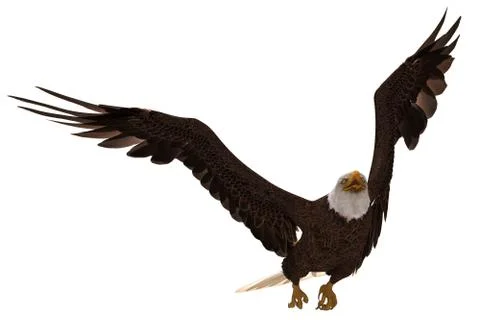 Bald eagle flying isolated on white 3d illustration Stock Illustration