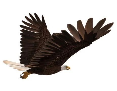 Bald eagle flying isolated on white 3d illustration Stock Illustration