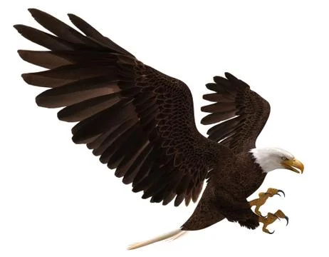 Bald eagle flying isolated on white 3d illustration Stock Illustration