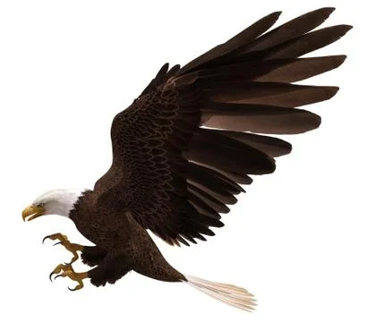 Bald eagle flying isolated on white 3d illustration Stock Illustration