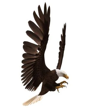 Bald eagle flying isolated on white 3d illustration Stock Illustration