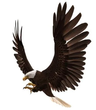 Bald eagle flying isolated on white 3d illustration Stock Illustration