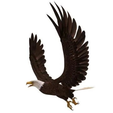 Bald eagle flying isolated on white 3d illustration Stock Illustration
