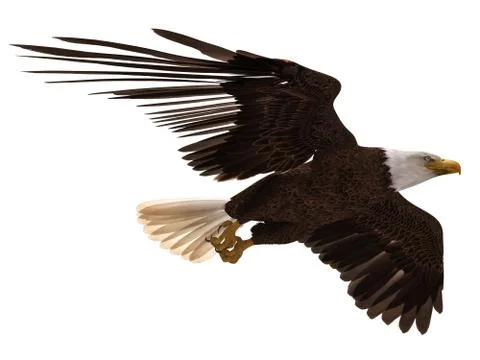 Bald eagle flying isolated on white 3d illustration Stock Illustration