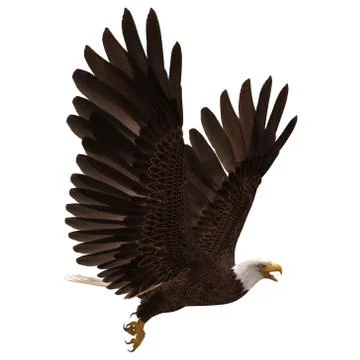 Bald eagle flying isolated on white 3d illustration Stock-Illustration
