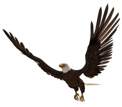 Bald eagle flying isolated on white 3d illustration Stock Illustration