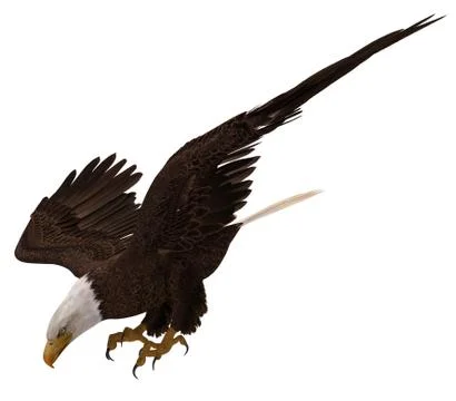Bald eagle flying isolated on white 3d illustration Stock Illustration