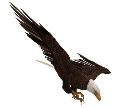 Bald eagle flying isolated on white 3d illustration Stock Illustration
