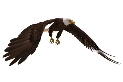 Bald eagle flying isolated on white 3d illustration Stock Illustration