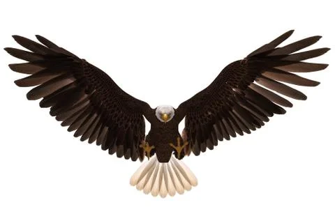Bald eagle flying isolated on white 3d illustration Stock Illustration