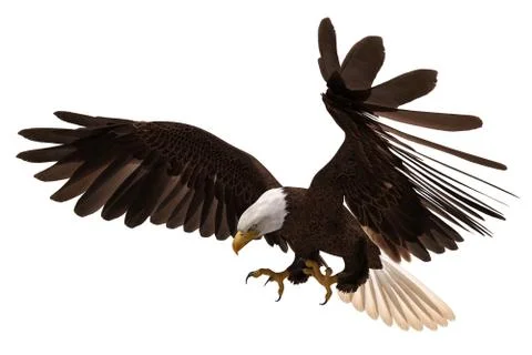 Bald eagle flying isolated on white 3d illustration Stock Illustration
