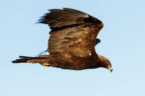 Bald eagle flying, juvenile phase Stock Photos