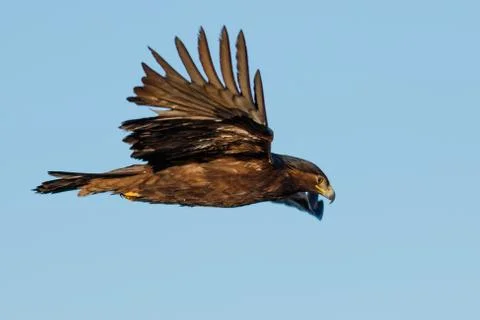 Bald eagle flying, juvenile phase Stock Photos