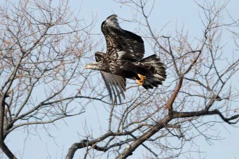 Bald eagle flying, juvenile phase Stock Photos