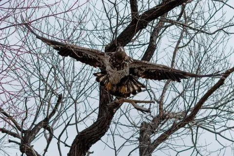 Bald eagle flying, (Juvenile phase) Stock Photos