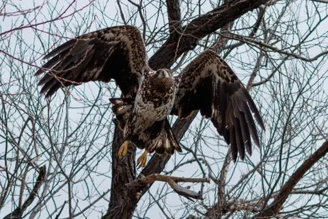 Bald eagle flying, (Juvenile phase) Stock Photos