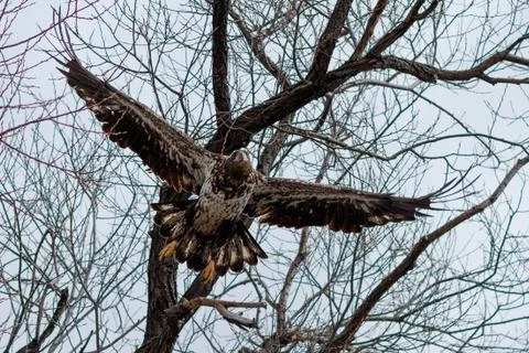 Bald eagle flying, (Juvenile phase) Stock Photos