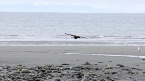 A Bald Eagle Flying in for a Landing Stock Footage 339086884