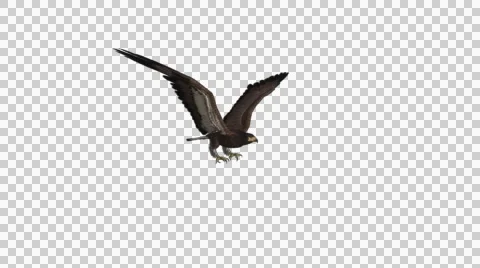 Bald Eagle - Flying Loop - 1 - Alpha Channel Stock Footage
