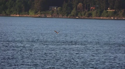 Bald eagle flying low across ocean Stock Footage 50059388