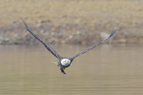 Bald eagle flying low with fish in talons. Stock Photos