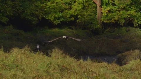 Bald Eagle flying low at Herring Cove in slow motion Stock Footage 249448079