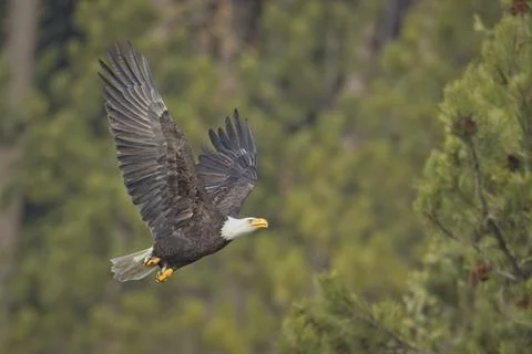 Bald eagle flying low in Idaho. Stock Photos