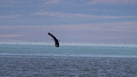 Bald Eagle flying low over Utah Lake past another Stock Footage 327627096