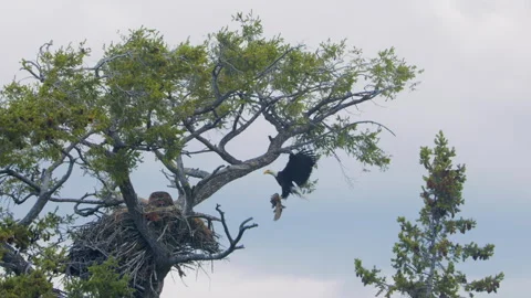 Bald eagle flying to nest with captured mallard duck, nature, zoom, 4k Video stock 277306176