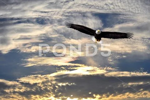 Bald Eagle flying over Alaska Stock Photos